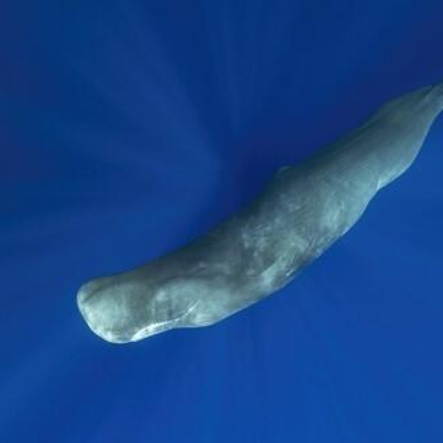 Ulješura, ilustrativna fotografija