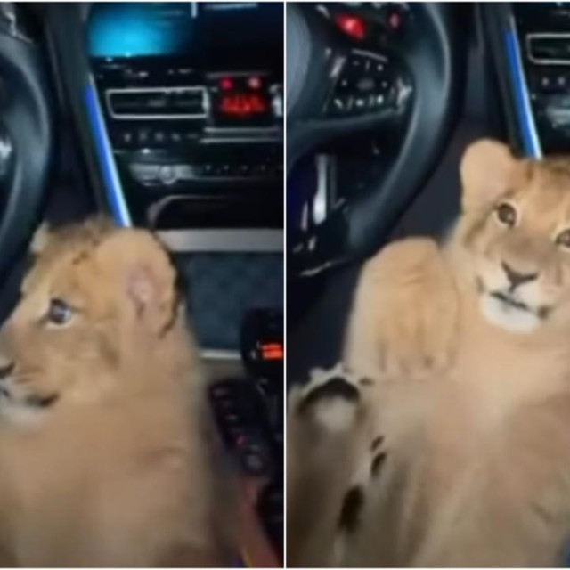 Lav u BMW-u tijekom vožnje