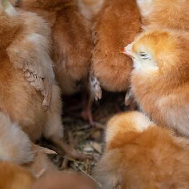 Ilustrativna fotografija