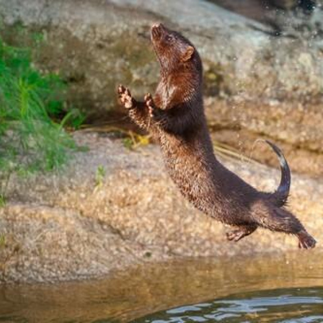 Ilustrativna fotografija