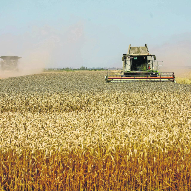 Žetva pšenice na poljima Vupika u blizini Vukovara















































 