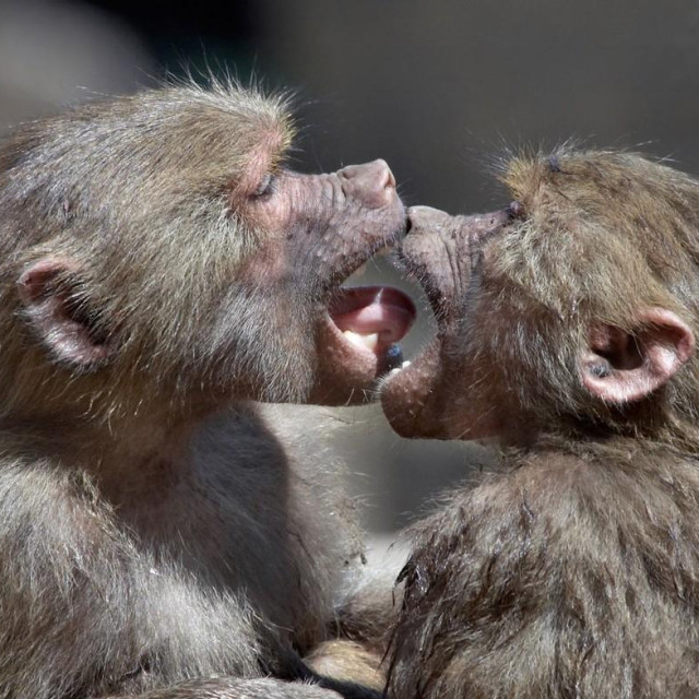 Ilustrativna fotografija