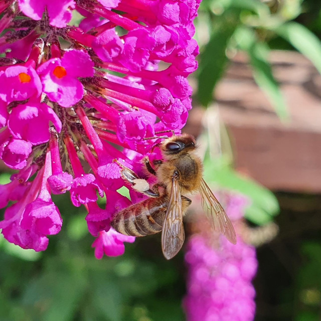 Pčela, ilustrativna fotografija