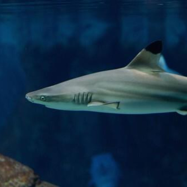 Ilustrativna fotografija