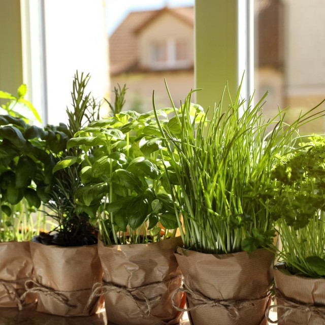 U ovo doba godine može biti teško dobiti ukusne listove sa začinskog bilja.