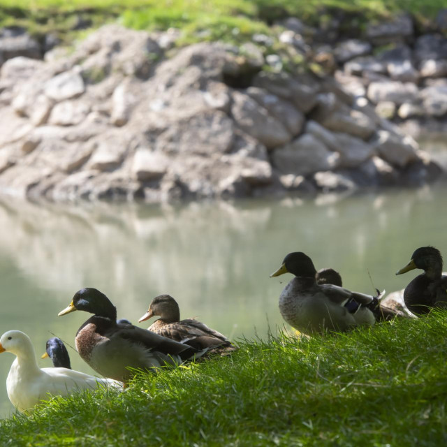 Ilustratvna fotografija