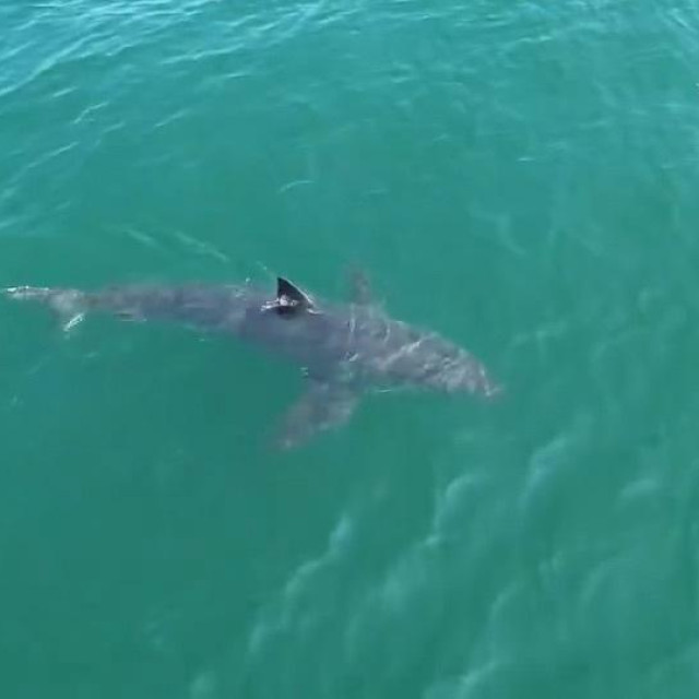 Arhivska fotografija