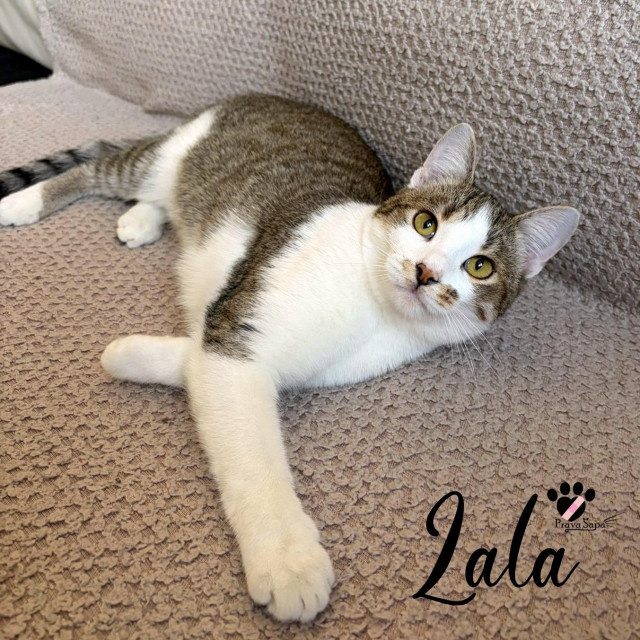 Mačka Lala jedna je od onih koje traže dom