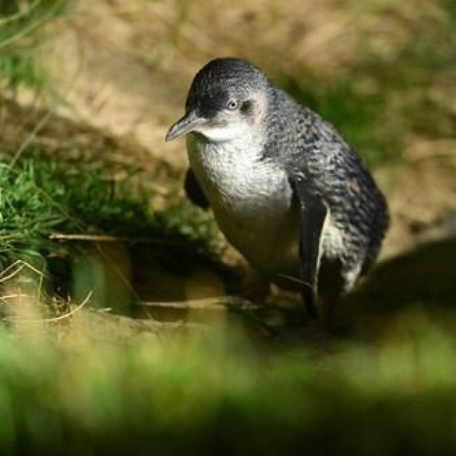 Patuljasti pingvin, ilustrativna fotografija