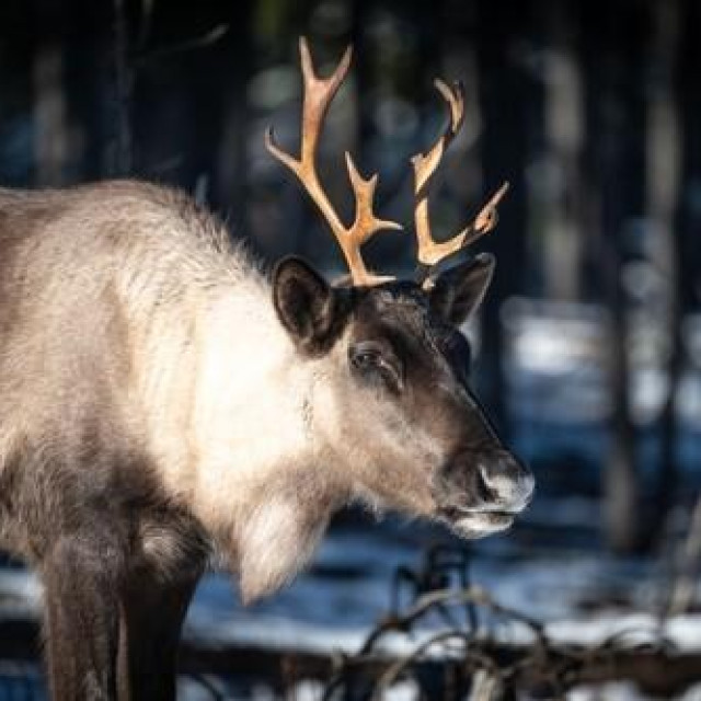 Ilustrativna fotografija