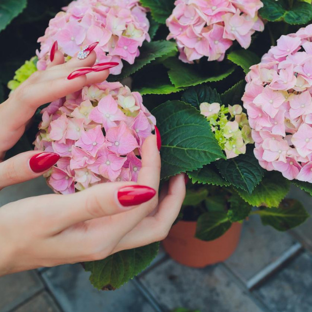 Ako već uzgajate hortenzije, zašto ne biste pokušali stvoriti nekoliko novih – potpuno besplatno?