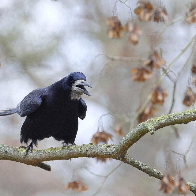 Gačac, ilustrativna fotografija