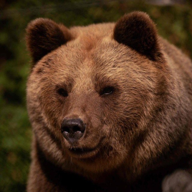 Ilustrativna fotogafija