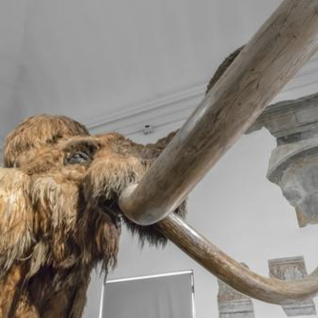 Ilustrativna fotografija