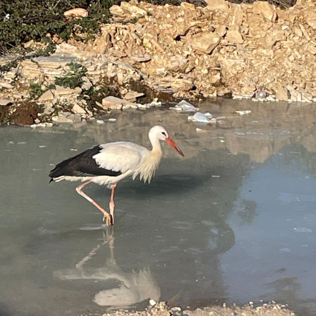 Roda koja je zabrinula mnoge građane