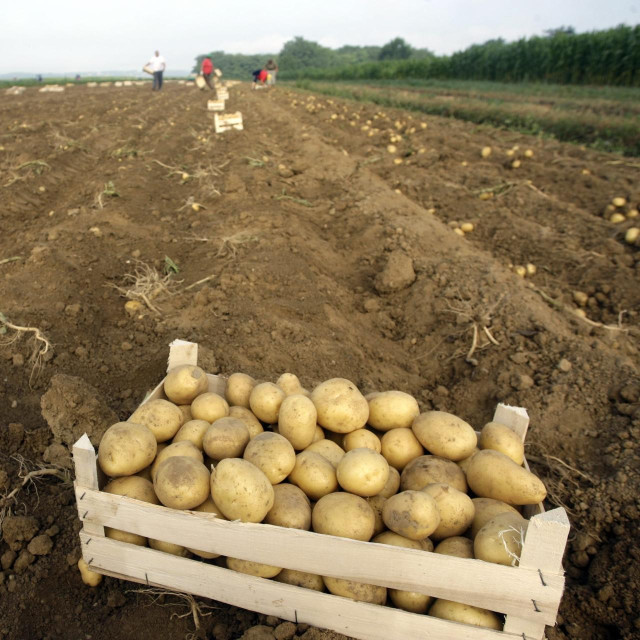 Berba krumpira (ilustracija)