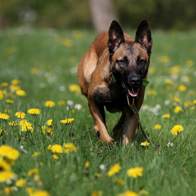 Belgijski ovčar, ilustrativna fotografija