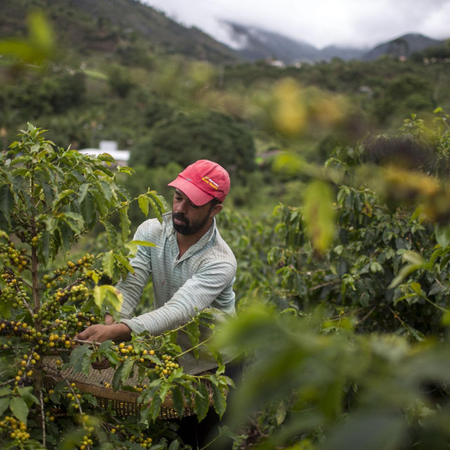 Berba kave u Brazilu