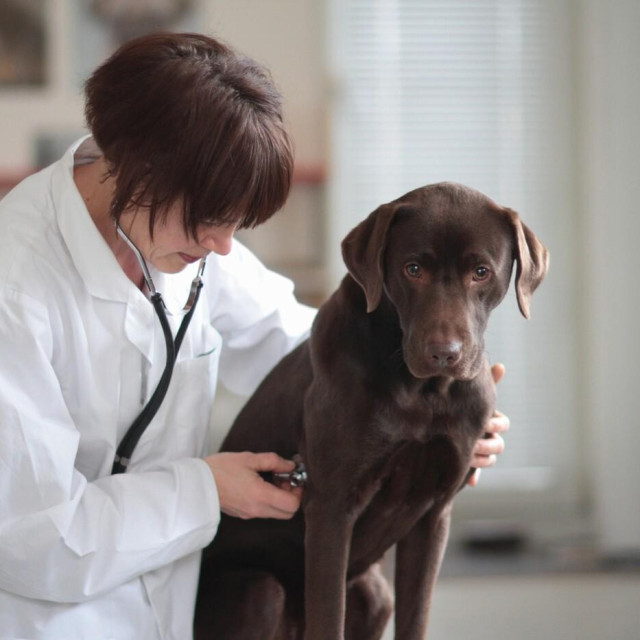 Ilustrativna fotografija