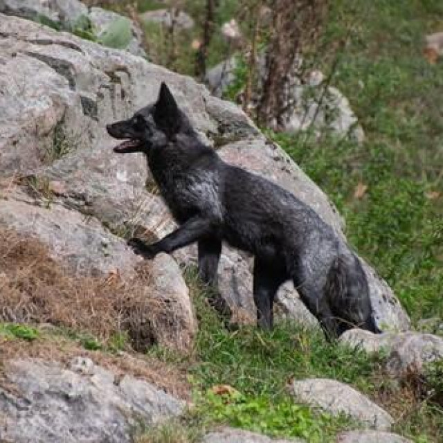 Srebrna lisica, ilustrativna fotografija