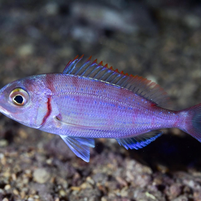 Ilustrativna fotografija