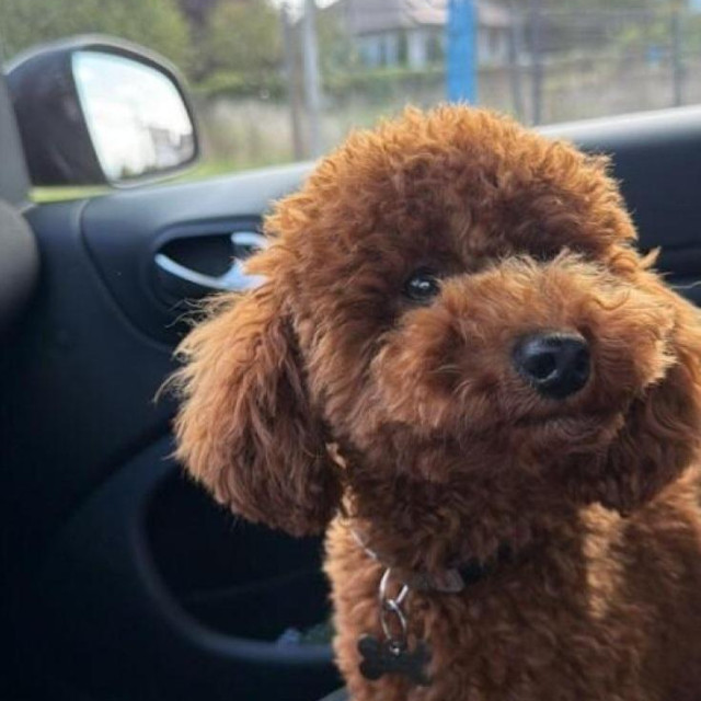 Prema Rimčevim riječima, vlasnici hotela nisu pokazali spremnost na suradnju, odbijaju dati pristup snimkama nadzornih kamera