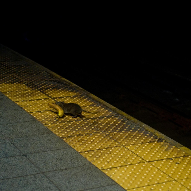 Štakor u podzemnoj željeznici New Yorka