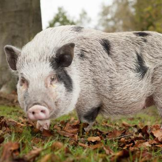 Ilustrativna fotografija