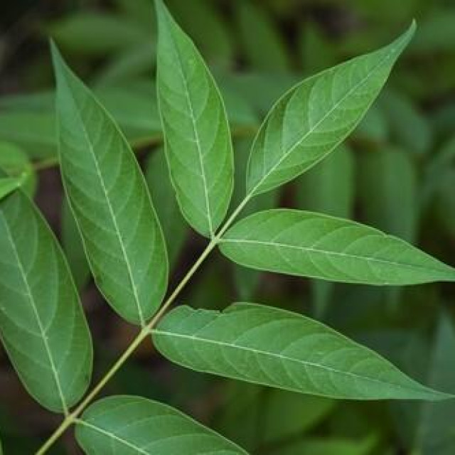 Ilutrativna fotografija