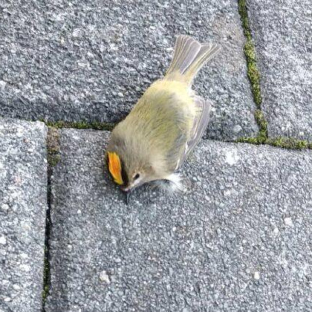 Mrtva ptica nakon udara o staklo