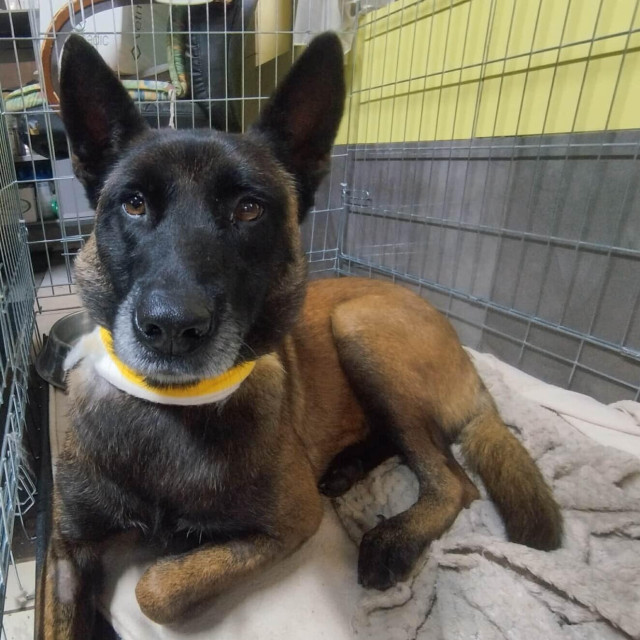 Pas Kelly pornađen je sa stravičnim ozlijedama u Kuršancu