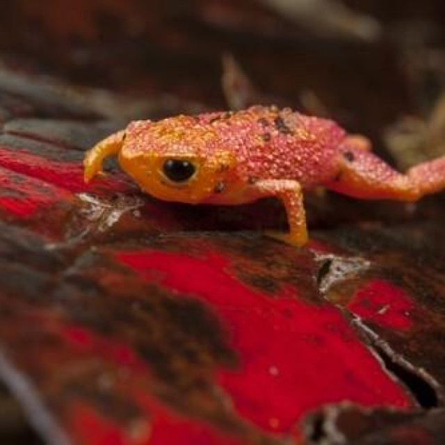 Brachycephalus pitanga, ilustrativna fotografija