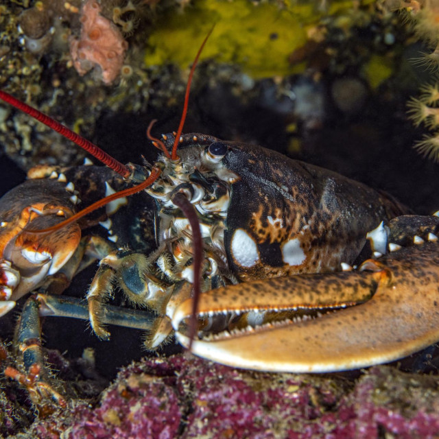 Hlap, ilustrativna fotografija