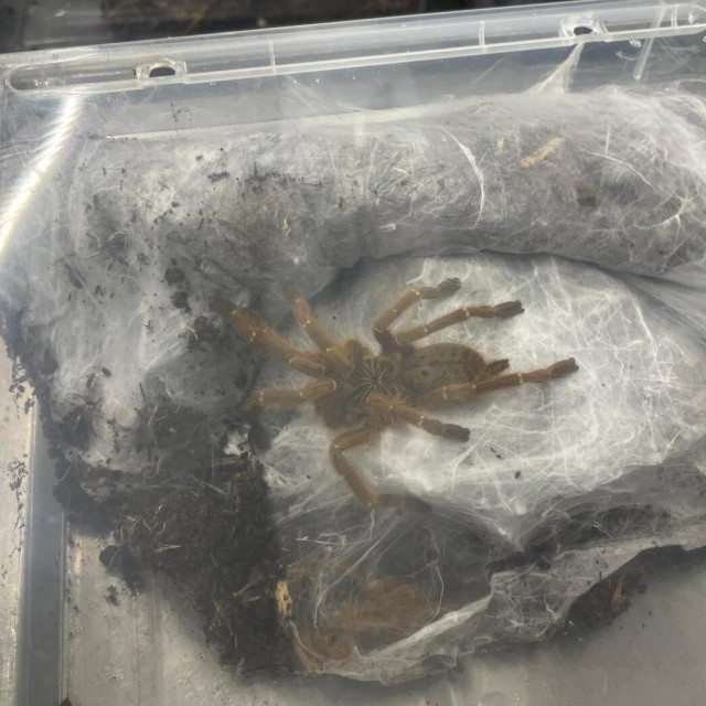 Ilustrativna fotografija