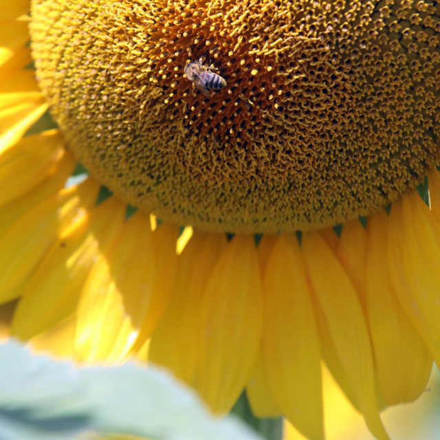 Ilustrativna fotografija