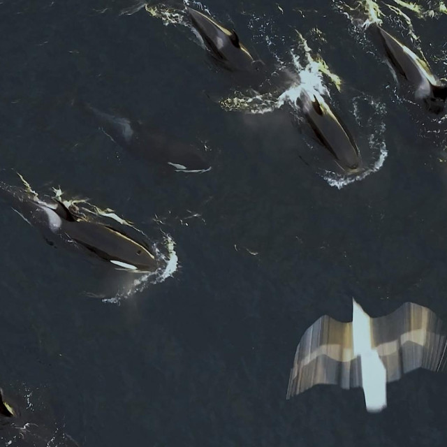 Kitovi ubojice, arhivska fotografija