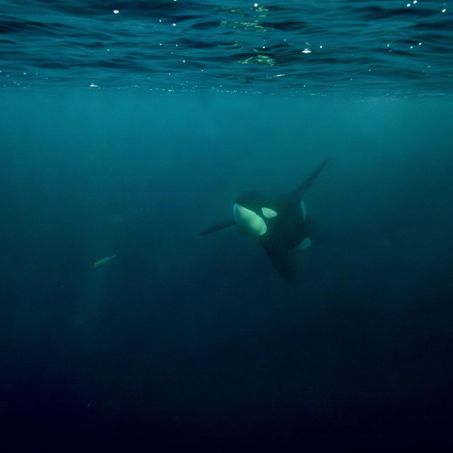 Kit ubojica, arhivska fotografija