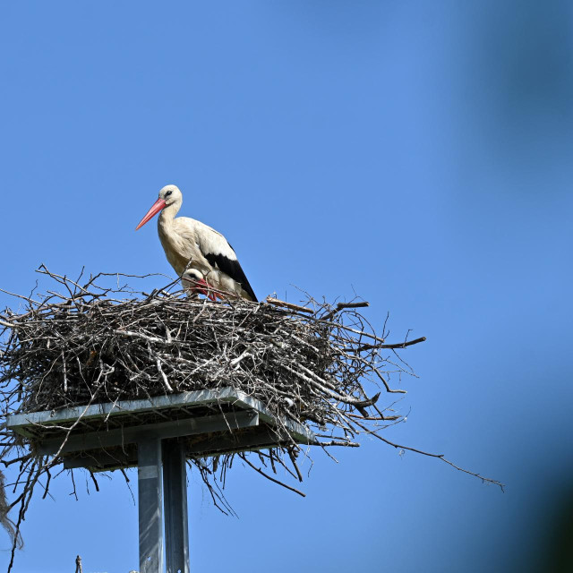Roda, ilustrativna fotografija