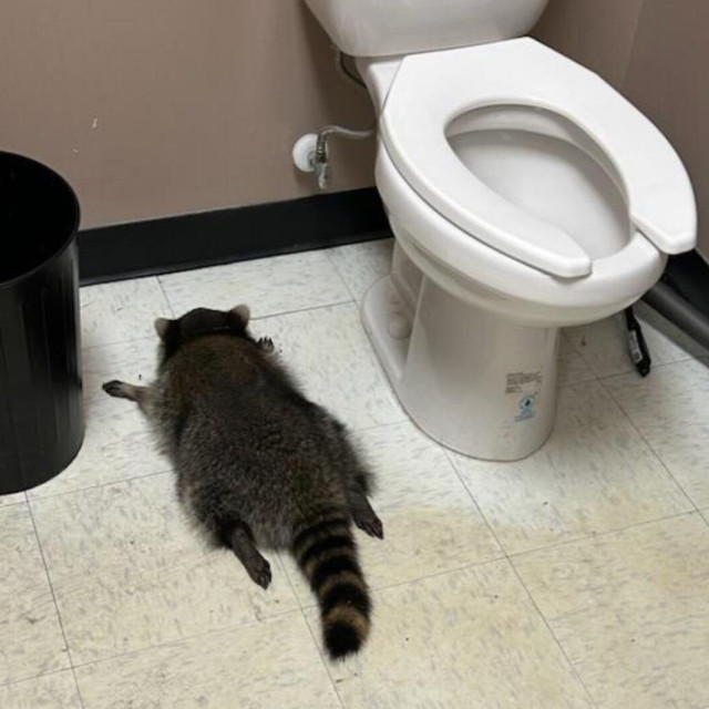 Pijani rakun spava u kupaonici