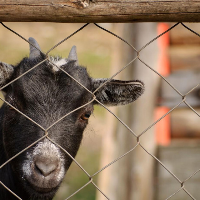 Ilustrativna fotografija