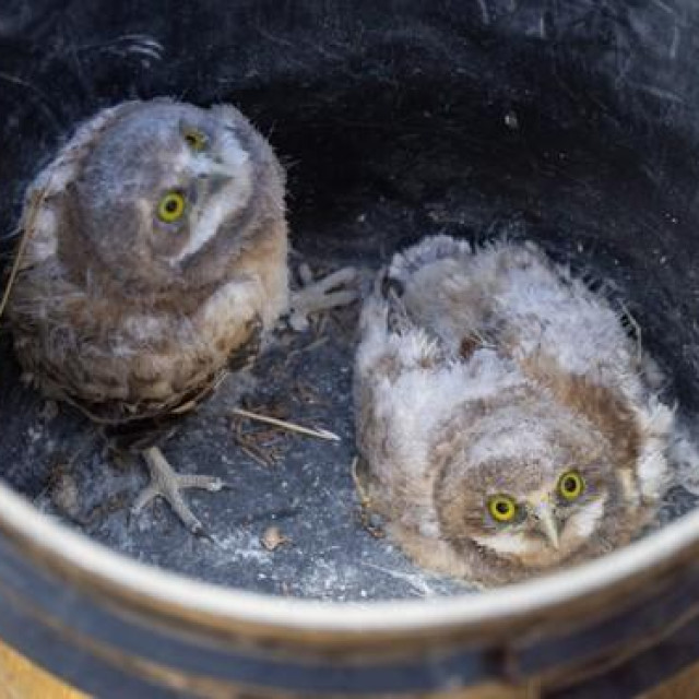 Ilustrativna fotografija