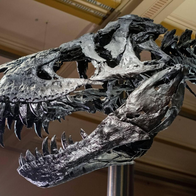 ilustrativna fotografija