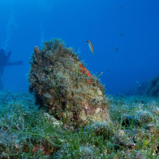 Periska, ilustrativna fotografija


 