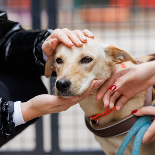 Pas u azilu, ilustrativna fotografija