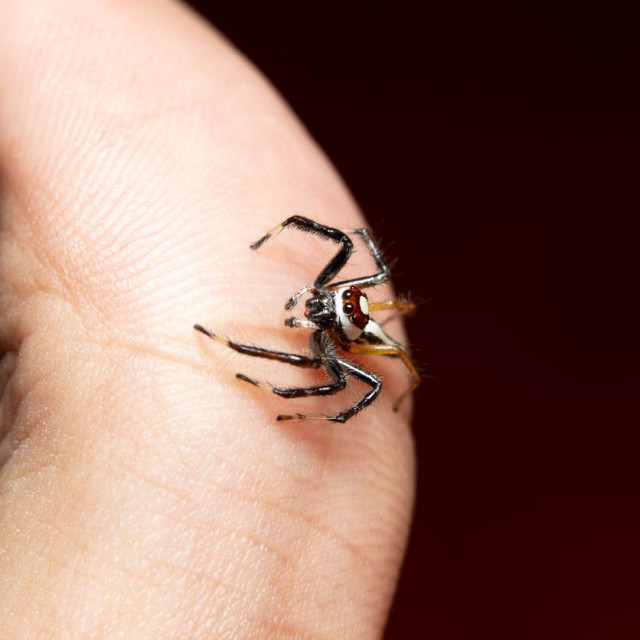 U Hrvatskoj postoji preko 800 vrsta pauka, ali većina njih nije opasna za ljude i njihov ugriz obično ne uzrokuje ozbiljne zdravstvene probleme. 