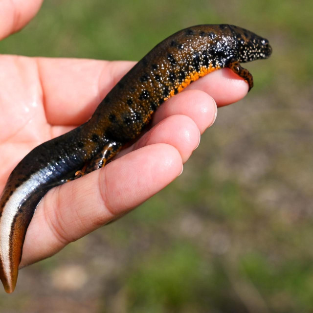 Jedna od ciljnih vrsti za koju se provodi obnova staništa
 