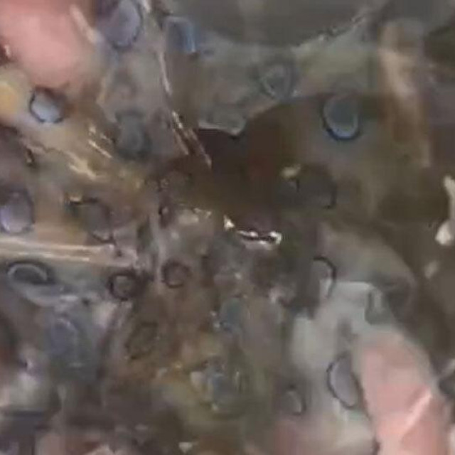 Opasna hobotnica u ruci turista