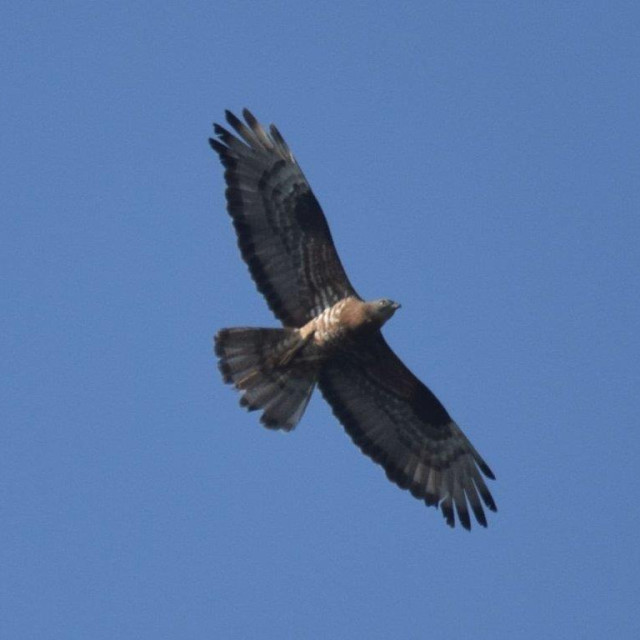 Škanjac osaš, ilustrativna fotografija