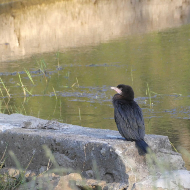 Mali vranac (Microcarbo pygmaeus) uočen na lokvi Lokavje ispod grada Lastova 5. lipnja 2021. godine