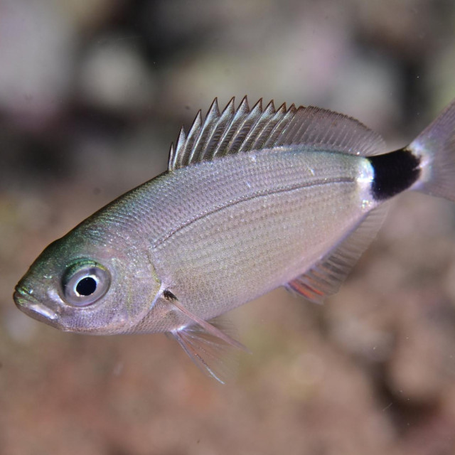 Ilustrativna fotografija